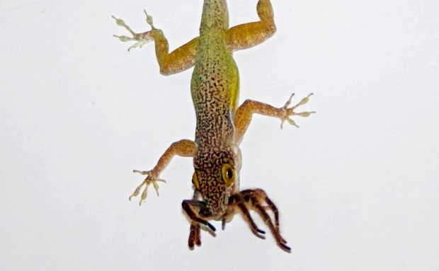 AleachiFiremanGolden